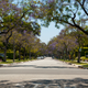 A tree-lined boulevard in Beverly Hills. Image: Lady Madonna / Flickr Creative Commons